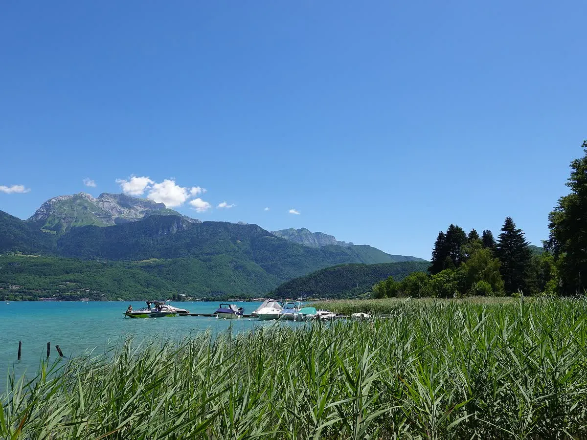 Roselière et mouillages au bord du lac d'Annecy, zone interdite à moins de 50 mètres du front de roseaux