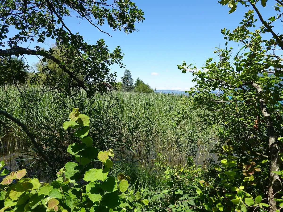Roselières du sentier de Saint-Jorioz, sur la rive ouest du lac d'Annecy