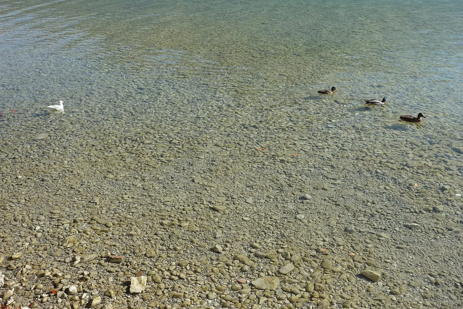 Le parc Charles-Bosson et sa pelouse au bord du lac d'Annecy