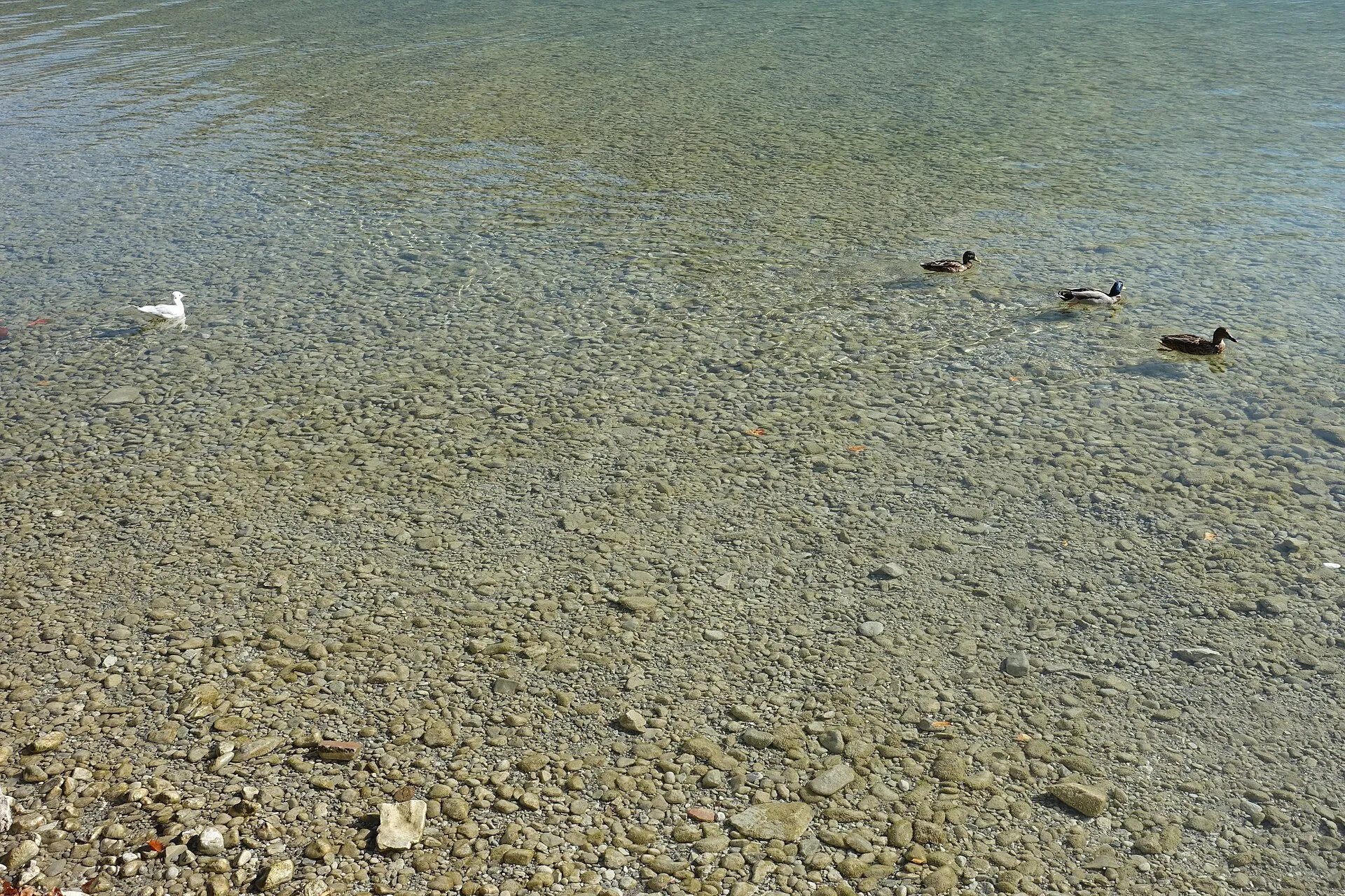 Le parc Charles-Bosson et sa pelouse au bord du lac d'Annecy