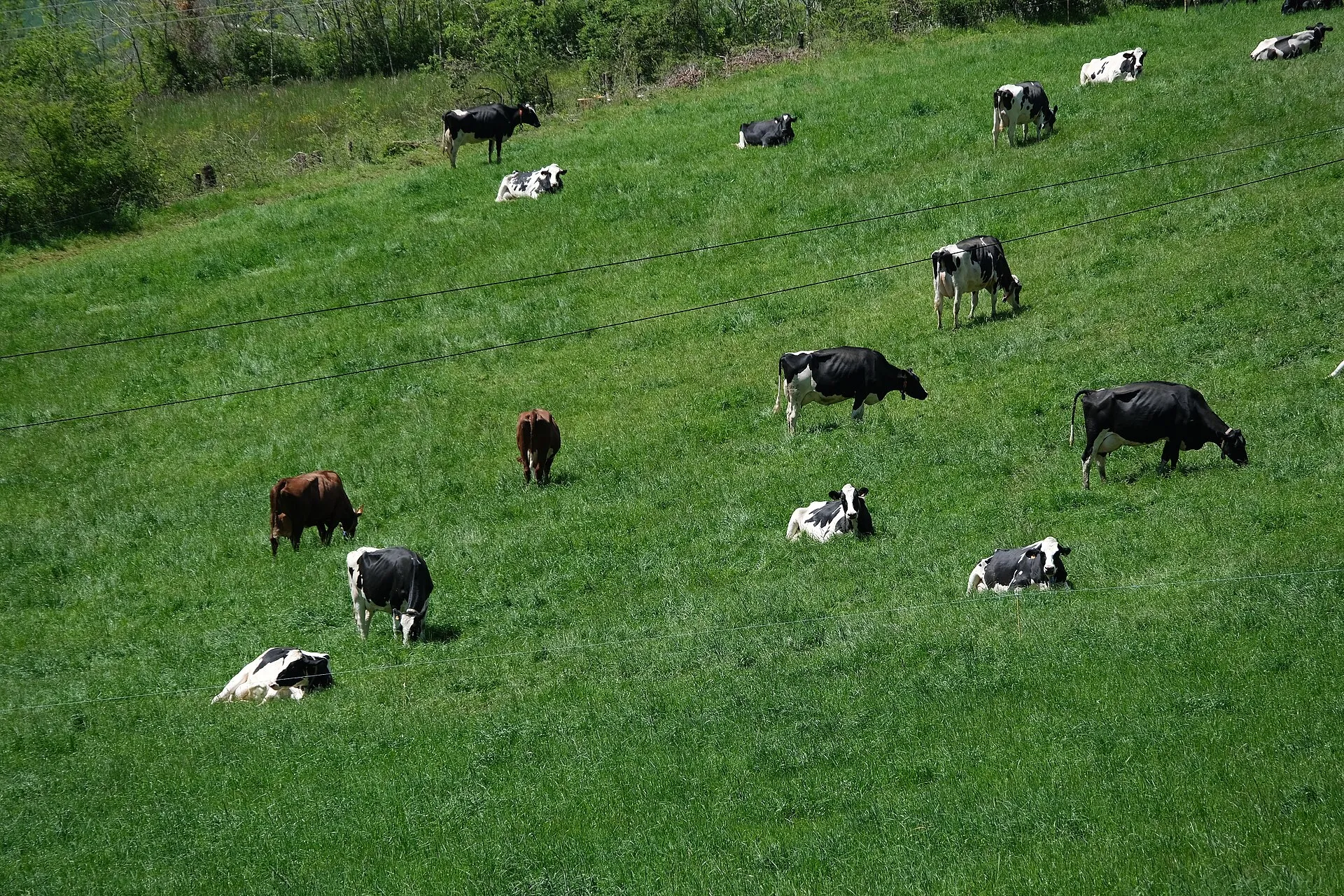 Un troupeau de vaches dans un alpage de Haute-Savoie