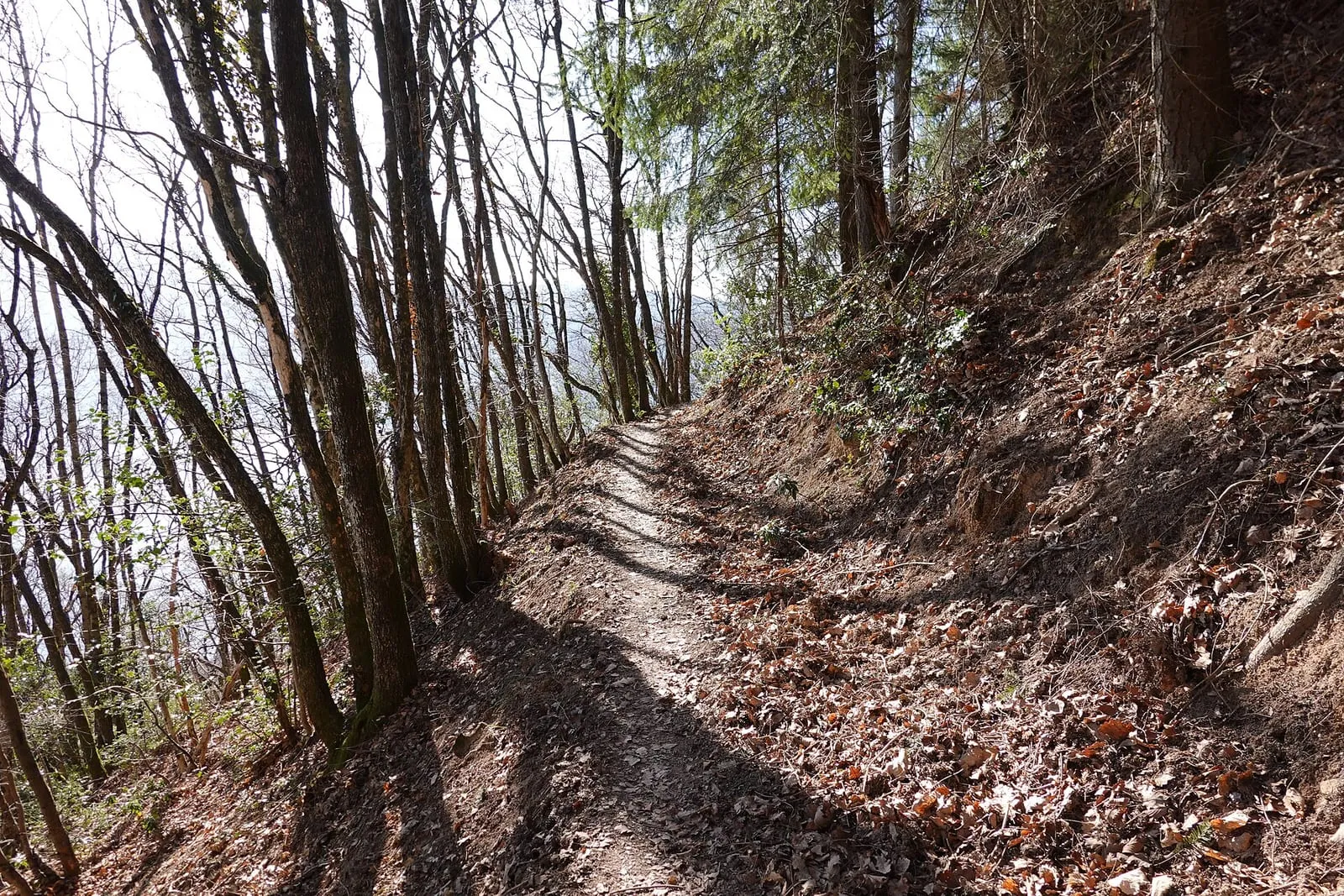 Un sentier en sous-bois sur le mont Veyrier, au-dessus d'Annecy