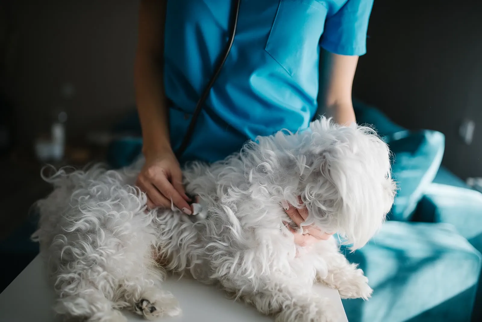 Un vétérinaire ausculte un petit chien au stéthoscope